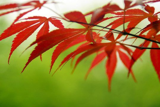 紅楓