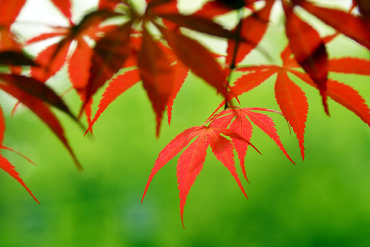 紅楓