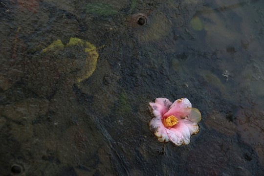 冰凍落花