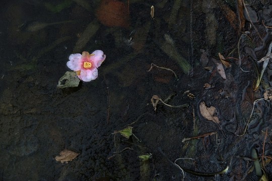 冰凍落花