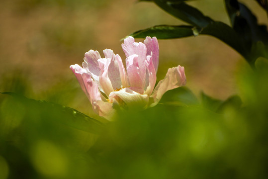 牡丹花