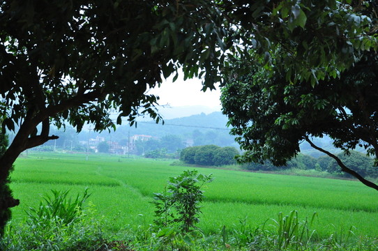 田野