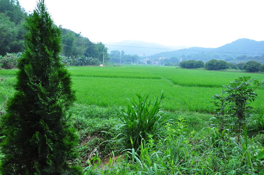 田野