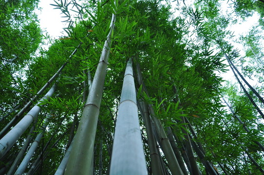 竹林