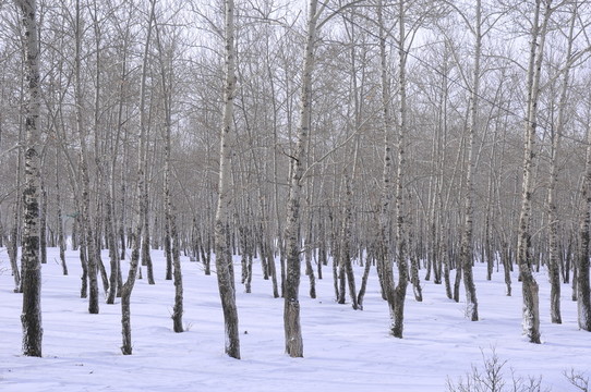 冰天雪地