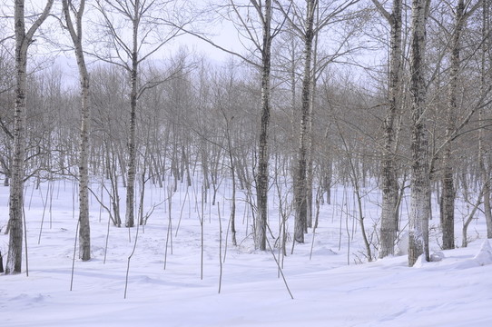 冰天雪地