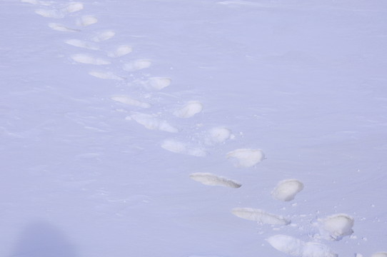 雪地腳印