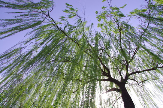 公園垂柳