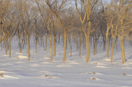 冰天雪地