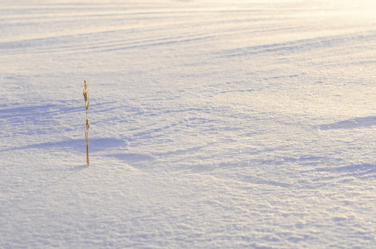 雪痕