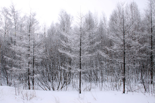 冰雪落葉松