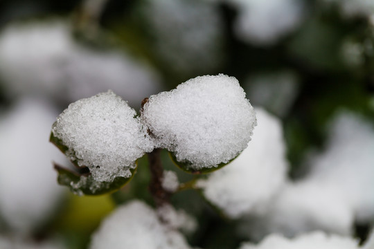 積雪