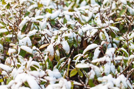 冰雪