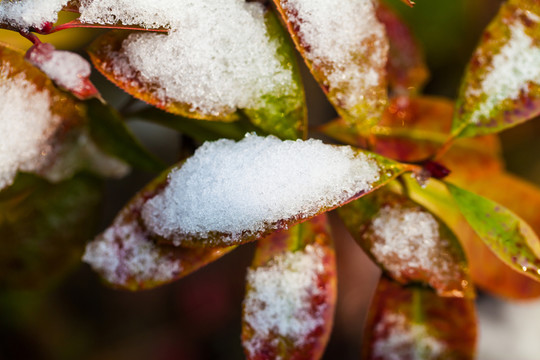 積雪