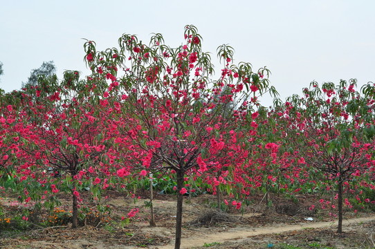 桃花林