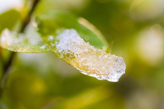 冰雪 樹掛