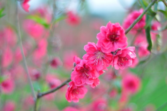 桃花