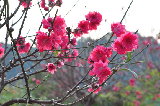 桃花