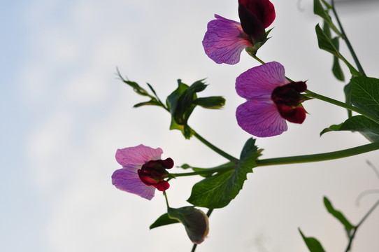 紫色花