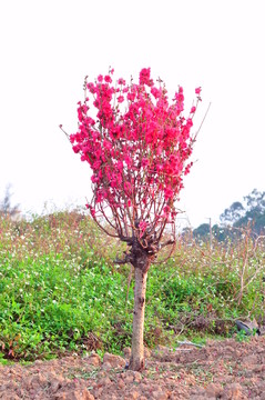桃花
