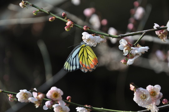 蝶戀花