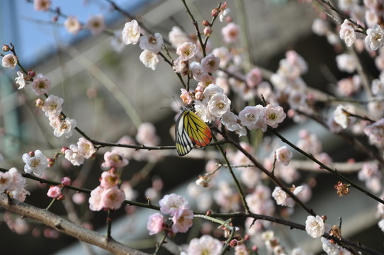 蝶戀花