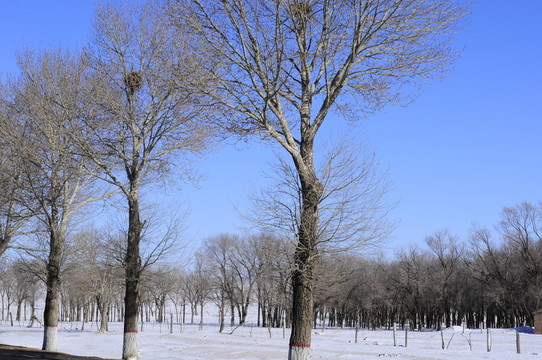冰天雪地