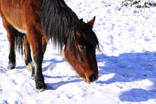 雪地馬群