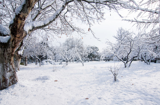 雪景