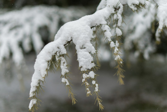 雪景