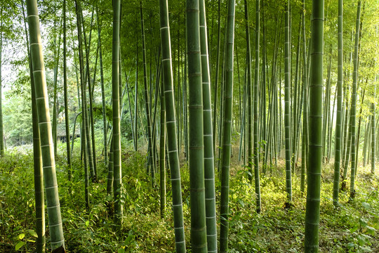 竹林