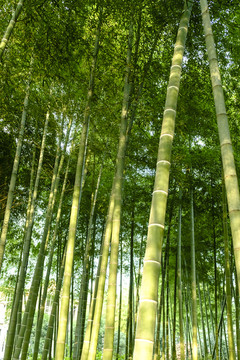 綠竹林