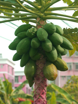 木瓜樹(shù)