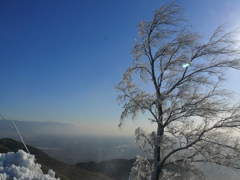 河津龍門山樹掛