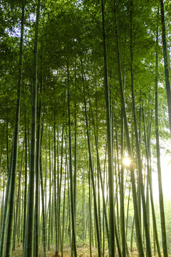 綠竹林