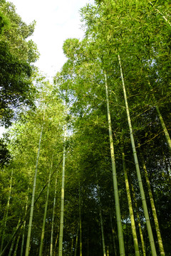 竹林