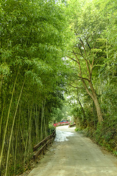 竹林