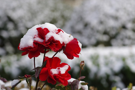 雪花