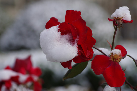 雪花