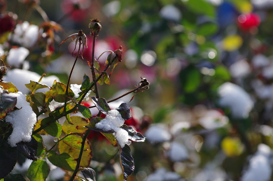 雪花