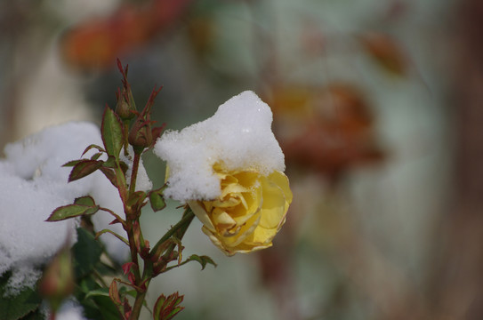 雪花