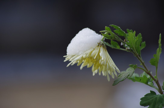 雪花