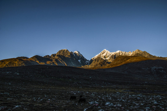 金山