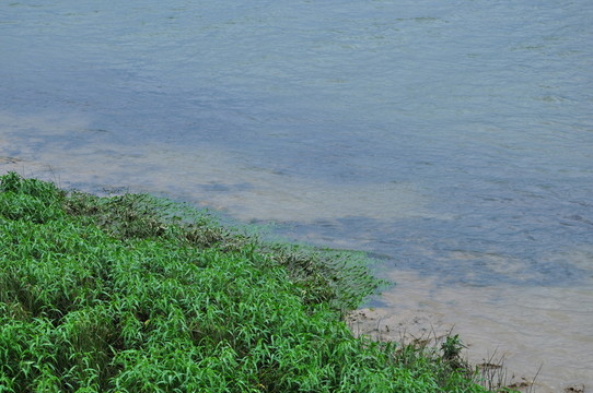 沼澤