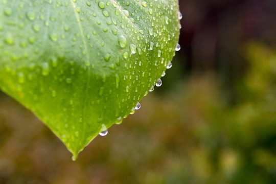 綠葉 水珠