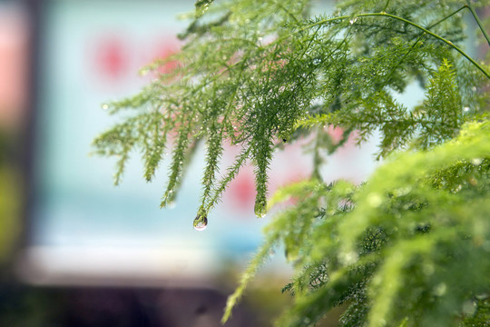 文竹