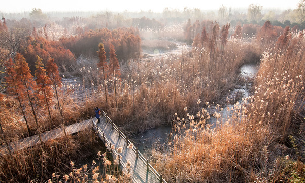 溱湖國(guó)家濕地公園秋色