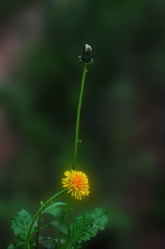 蒲公英