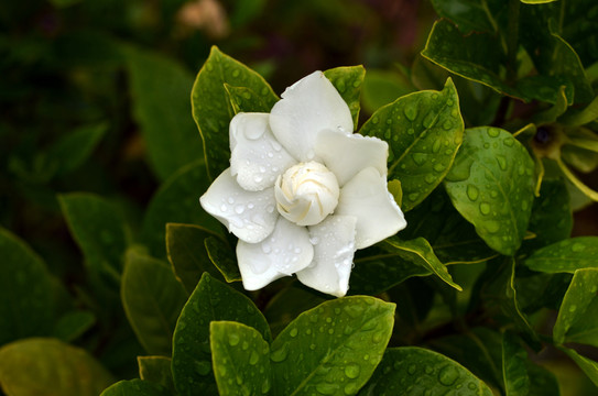 梔子花