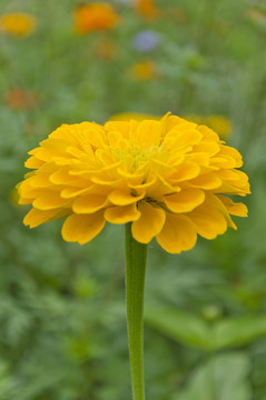 萬壽菊